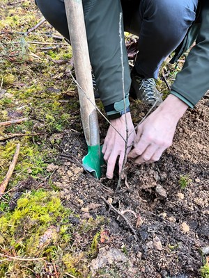 Finanz- und Heimatstaatssekretär Martin Schöffel pflanzt ersten von 1.000 "Heimatbäumen"